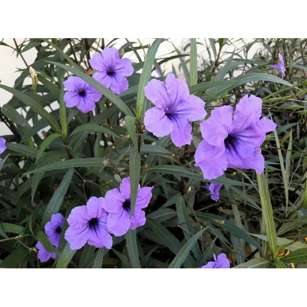 Heirloom Ruellia humilis Seeds – Non-GMO Flower Seeds for Planting - Ruellia for planting in home garden